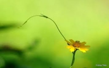 Chú tâm vào công việc của mình 